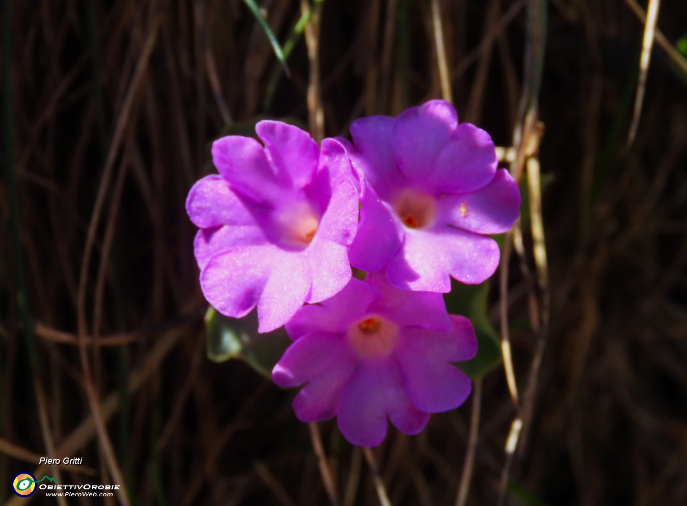 56 Primula hirsuta (Primula irsuta).JPG